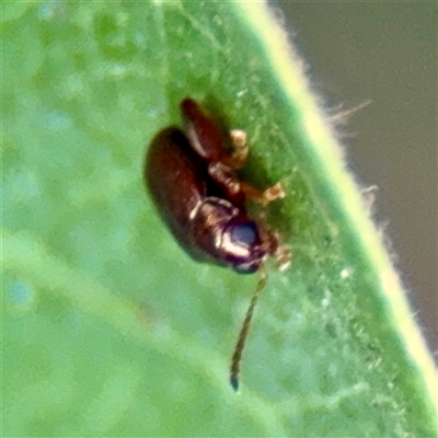 Chaetocnema sp. (a flea beetle) at Macquarie, ACT - 18 Feb 2025 by Hejor1