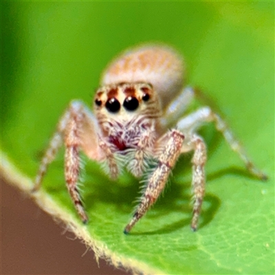 Opisthoncus sp. (genus) (Opisthoncus jumping spider) at Macquarie, ACT - 18 Feb 2025 by Hejor1