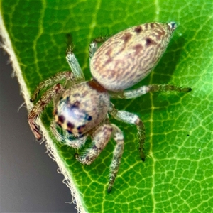 Opisthoncus sp. (genus) at Macquarie, ACT - 18 Feb 2025 12:16 PM