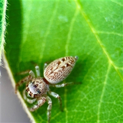 Opisthoncus sp. (genus) at Macquarie, ACT - 18 Feb 2025 12:16 PM