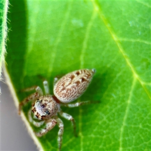 Opisthoncus sp. (genus) at Macquarie, ACT - 18 Feb 2025 12:16 PM