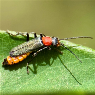 Chauliognathus tricolor (Tricolor soldier beetle) at Macquarie, ACT - 18 Feb 2025 by Hejor1