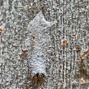 Arasia mollicoma (Flat-white Jumping Spider) at Greenleigh, NSW - 18 Feb 2025 by Hejor1