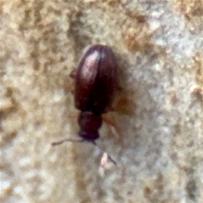 Corticariinae (subfamily) (Mould beetle, minute brown scavenger beetle) at Greenleigh, NSW - 18 Feb 2025 by Hejor1