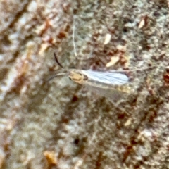 Chironomidae (family) at Greenleigh, NSW - 18 Feb 2025 by Hejor1