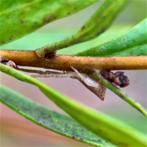 Sidymella trapezia at Greenleigh, NSW - 18 Feb 2025 11:20 AM