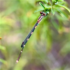 Austrolestes leda (Wandering Ringtail) at Greenleigh, NSW - 18 Feb 2025 by Hejor1