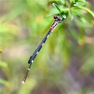 Austrolestes sp. (genus) at Greenleigh, NSW - 18 Feb 2025 by Hejor1