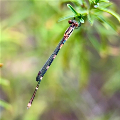 Austrolestes leda (Wandering Ringtail) at Greenleigh, NSW - 18 Feb 2025 by Hejor1