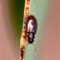 Corticariinae (subfamily) (Mould beetle, minute brown scavenger beetle) at Greenleigh, NSW - 18 Feb 2025 by Hejor1