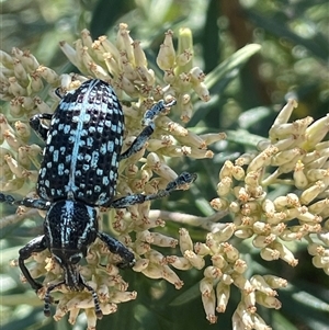 Chrysolopus spectabilis (Botany Bay Weevil) at Mount Clear, ACT - Yesterday by JaneR