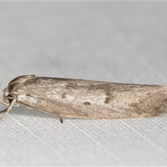 Philobota (genus) (Unidentified Philobota genus moths) at Melba, ACT - 16 Feb 2025 by kasiaaus