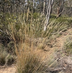 Rytidosperma pallidum (Red-anther Wallaby Grass) at Mount Clear, ACT - 19 Feb 2025 by JaneR