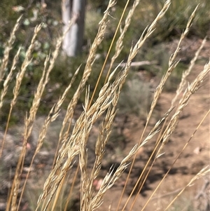 Rytidosperma pallidum at Mount Clear, ACT - 19 Feb 2025 10:58 AM