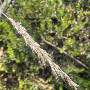 Rytidosperma pallidum at Mount Clear, ACT - 19 Feb 2025 10:58 AM