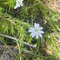 Stellaria pungens (Prickly Starwort) at Mount Clear, ACT - 19 Feb 2025 by JaneR