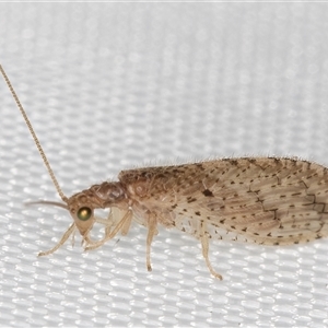 Micromus tasmaniae (Tasmanian Brown Lacewing) at Melba, ACT - 16 Feb 2025 by kasiaaus