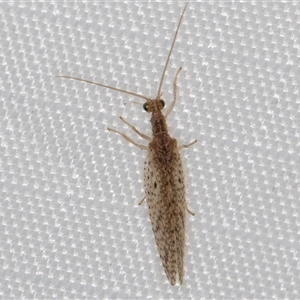 Micromus tasmaniae at Melba, ACT - 16 Feb 2025 10:42 PM