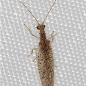 Micromus tasmaniae at Melba, ACT - 16 Feb 2025 10:42 PM