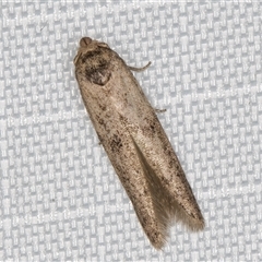 Blastobasis tarda at Melba, ACT - 16 Feb 2025 10:40 PM