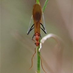 Leptomyrmex sp. (genus) (Spider ant) at Moruya, NSW - 19 Feb 2025 by LisaH