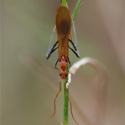 Leptomyrmex sp. (genus) (Spider ant) at Moruya, NSW - 19 Feb 2025 by LisaH