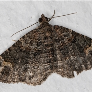 Epyaxa sodaliata (Sodaliata Moth, Clover Moth) at Melba, ACT - 16 Feb 2025 by kasiaaus