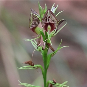 Cryptostylis erecta (Bonnet Orchid) at Moruya, NSW - Yesterday by LisaH