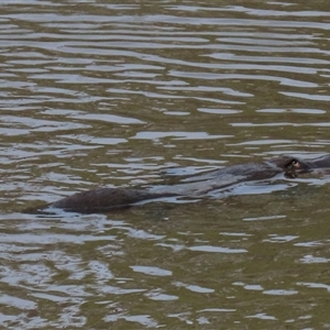 Ornithorhynchus anatinus (Platypus) at Krawarree, NSW - 15 Feb 2025 by AndyRoo