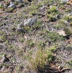 Aristida ramosa (Purple Wire Grass) at Cook, ACT - 16 Feb 2025 by SarahHnatiuk