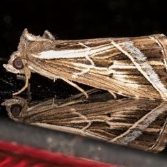 Lophotoma diagrapha (Double-line Snout Moth) at Melba, ACT - 17 Feb 2025 by kasiaaus