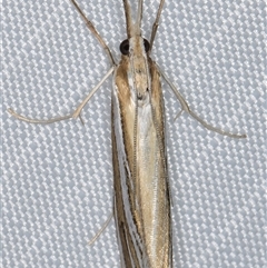 Hednota relatalis at Melba, ACT - 17 Feb 2025 10:48 PM