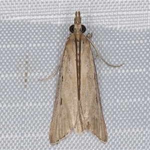 Faveria tritalis (Couchgrass Webworm) at Melba, ACT - 17 Feb 2025 by kasiaaus