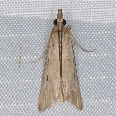 Faveria tritalis (Couchgrass Webworm) at Melba, ACT - 17 Feb 2025 by kasiaaus