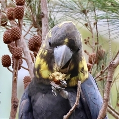 Calyptorhynchus lathami lathami (Glossy Black-Cockatoo) at Moruya, NSW - 19 Feb 2025 by LisaH