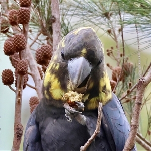 Calyptorhynchus lathami lathami at Moruya, NSW - suppressed