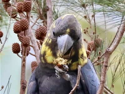 Calyptorhynchus lathami lathami (Glossy Black-Cockatoo) at Moruya, NSW - 19 Feb 2025 by LisaH