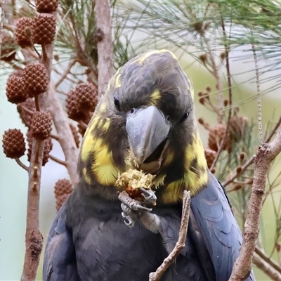 Calyptorhynchus lathami lathami (Glossy Black-Cockatoo) at Moruya, NSW - 19 Feb 2025 by LisaH