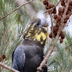 Calyptorhynchus lathami lathami at Moruya, NSW - suppressed