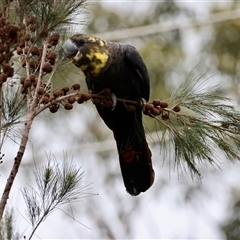 Calyptorhynchus lathami lathami at Moruya, NSW - suppressed