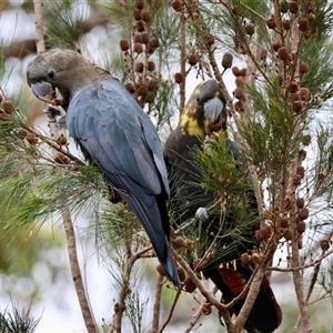 Calyptorhynchus lathami lathami at Moruya, NSW - suppressed