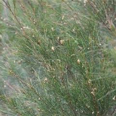 Calyptorhynchus lathami lathami at Moruya, NSW - suppressed