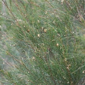 Calyptorhynchus lathami lathami at Moruya, NSW - suppressed