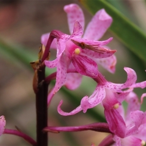 Dipodium roseum at Krawarree, NSW - suppressed