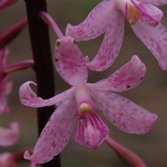 Dipodium roseum at Krawarree, NSW - suppressed