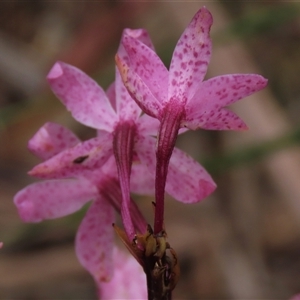 Dipodium roseum at Krawarree, NSW - suppressed