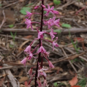 Dipodium roseum at Krawarree, NSW - suppressed