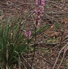 Dipodium roseum at Krawarree, NSW - suppressed