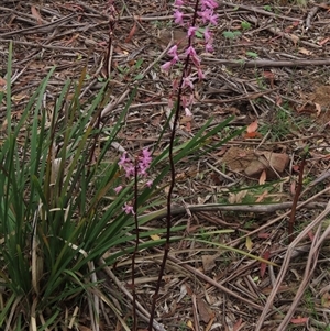 Dipodium roseum at Krawarree, NSW - suppressed