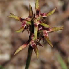 Corunastylis oligantha (Mongarlowe Midge Orchid) at Krawarree, NSW - 16 Feb 2025 by AndyRoo